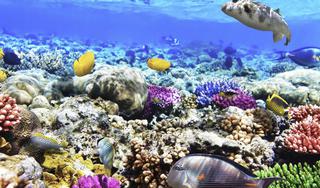Sharm-el-Sheikh