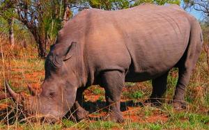 Rinoceronte