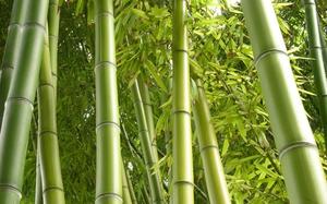 Bambu