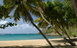 Palmera