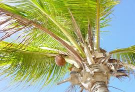 Willemstad - Cura�ao