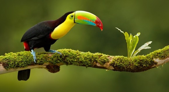 Costa Rica para�so natural 