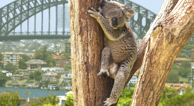 Australia a tu medida 4
