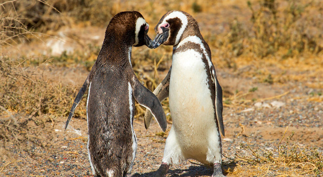 Anticip� tus feriados en Puerto Madryn 2