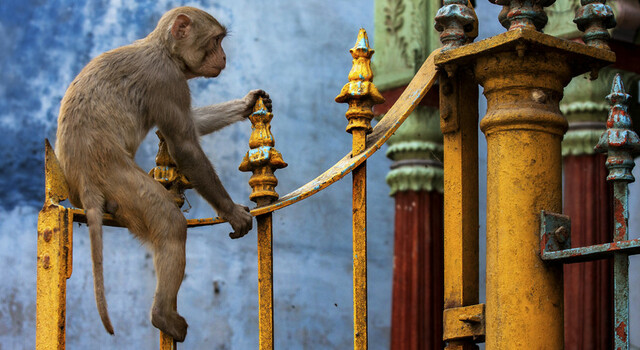 India Fascinante con Sita- llegada lunes con Varanasi 3