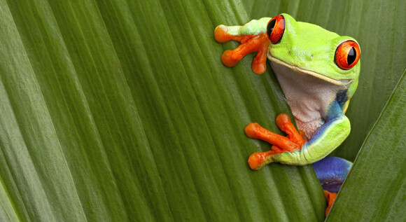 �Vive Costa Rica en 5 d�as!