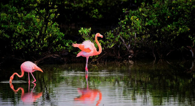 Paquete a Aruba 6