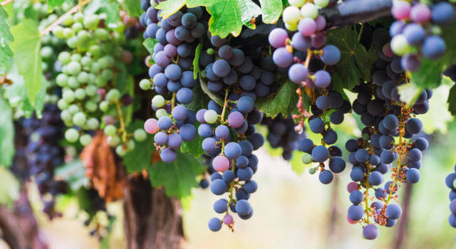 Bodegas del Valle de Uco, Mendoza 3