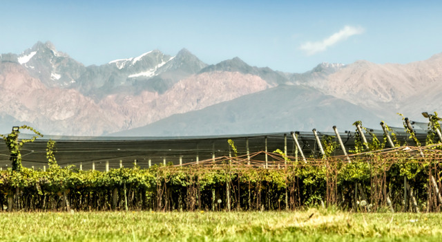 Mendoza VMC Amichi 5