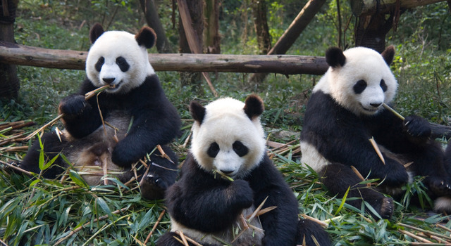 Gran Salida Grupal acompa�ada: China y Osos Panda 5