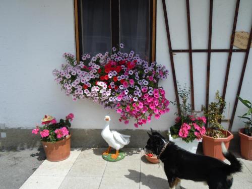 Apartamento Areithof