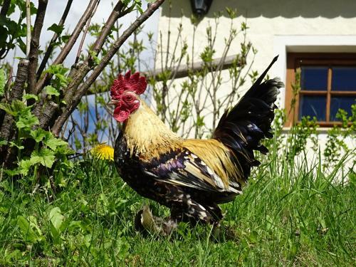Agroturismo Bio- Erlebnis-bauernhof-thonnerhof