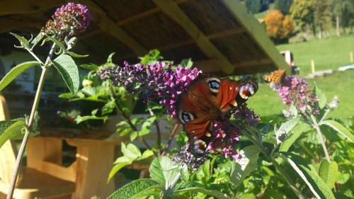 Apartamento Hof Hamoos