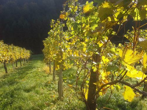 Apartamento Weingut- G�stezimmer Marko