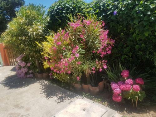 Caba�as Wil-ann