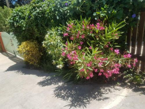 Caba�as Wil-ann