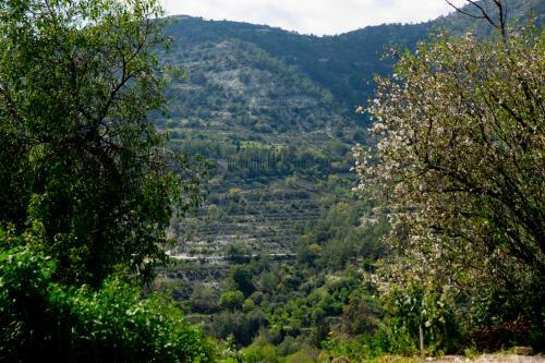 The Old Olive Mill