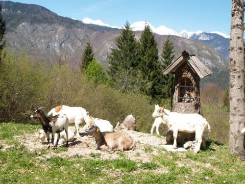 Bed & Breakfast Penzion Ro?i?