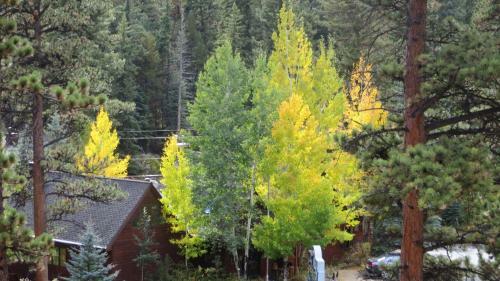 Lodge Amberwood