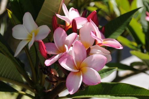 Albergue Upperbloem