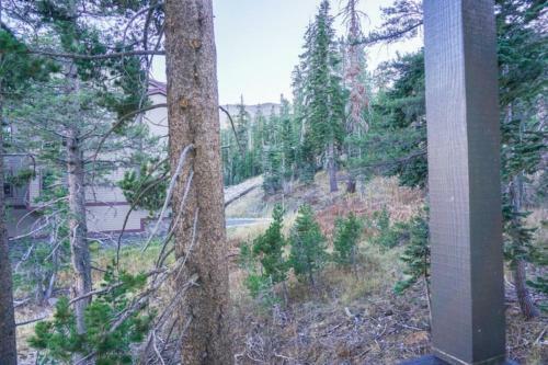 Caples View