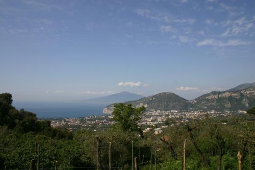 Gli Ulivi