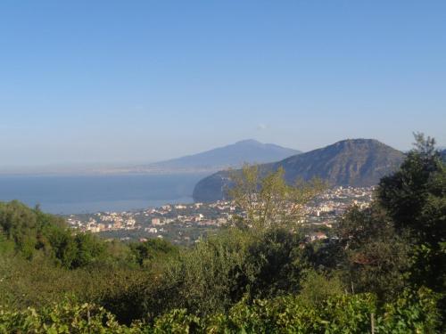 Gli Ulivi