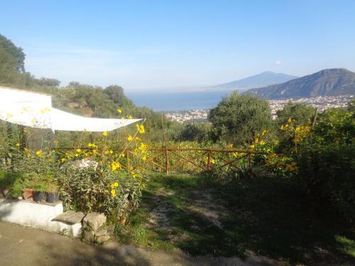 Gli Ulivi