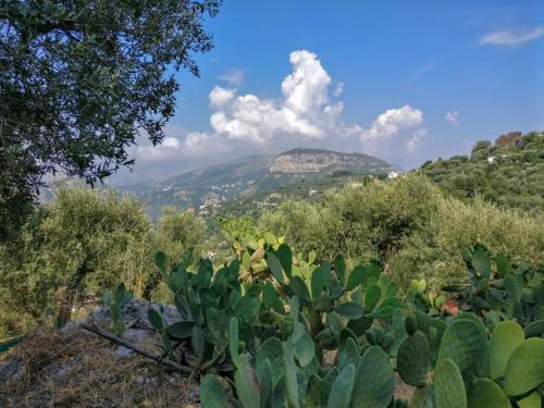 Gli Ulivi