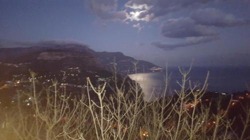 Gli Ulivi