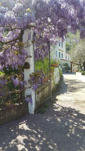 Gli Ulivi