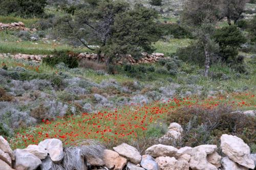 Hostal Villa Zografos