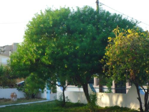 Eleni's Apartments
