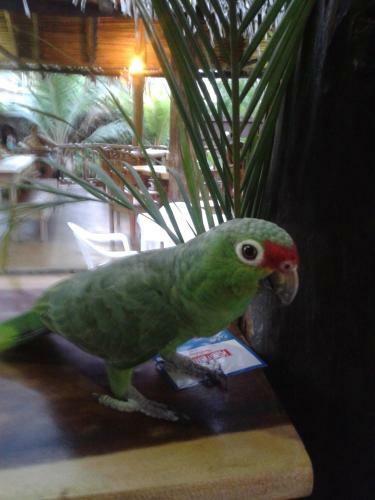 Bed & Breakfast La Jungla
