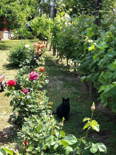 Major Csal�d Apartman