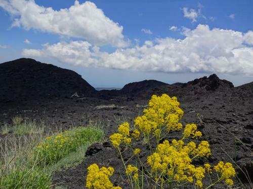 Alberto's Mt.etna B&B