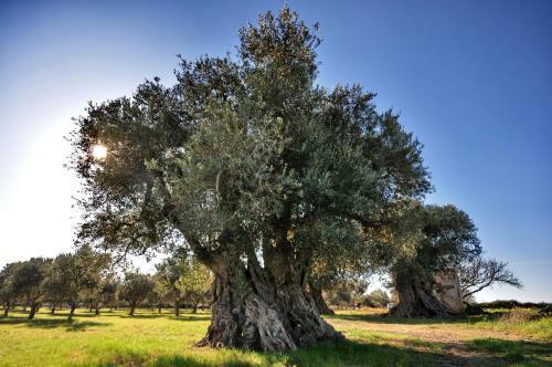 Bed & Breakfast La Dimora Dell'inglese