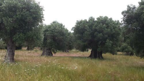 Bed & Breakfast La Dimora Dell'inglese