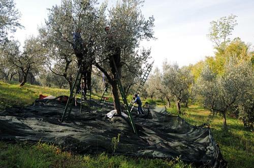 Agroturismo Villa Rosy