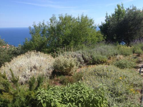 Hostal Il Nettare