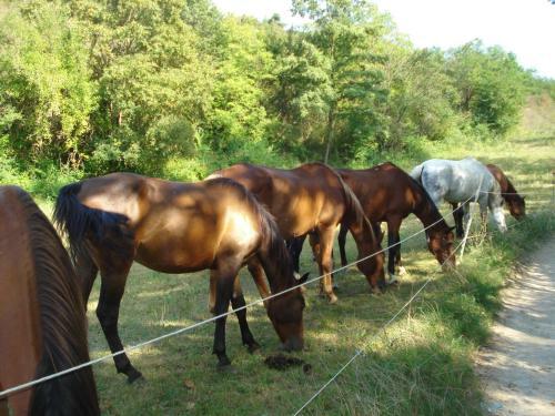 Agroturismo Casale La Fornace