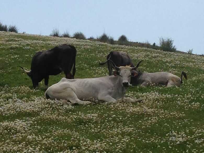 Agroturismo Agriturismo I Moresani