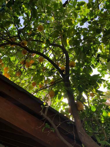 Bed & Breakfast Luna&limoni