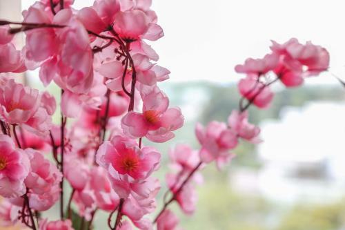Sakura Princess Hotel