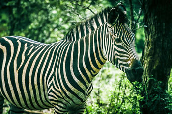 Hotel Zambezi Sun