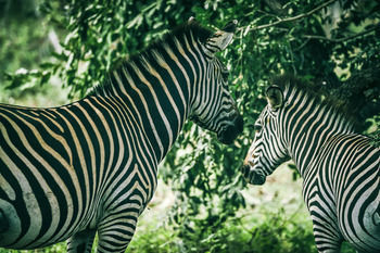 Hotel Zambezi Sun