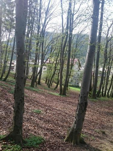 Apartament Racadau