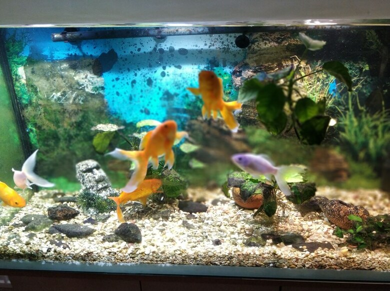 Hostal Venesis House