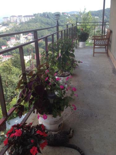 Hostal Guest House Panorama