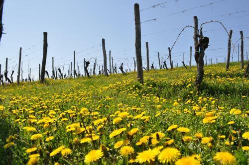 Agroturismo Gigante Wine & Welcome